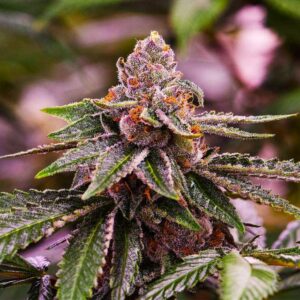Girl Scout Cookies Feminised Cannabis Seeds by Nirvana