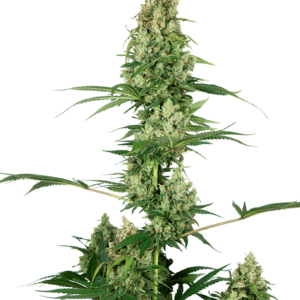 Silver Fire Feminised Cannabis Seeds by Sensi Seeds