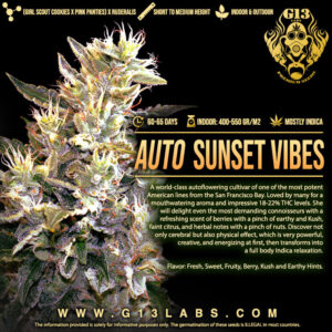 Sunset Vibes Auto Feminised Cannabis Seeds by G13 Labs