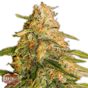 Tropic Punch Feminised Cannabis Seeds by Heavyweight Seeds