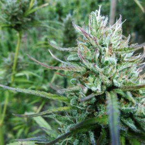 Master Hemp #2 CBD 25:1 Feminised Cannabis Seeds by Medical Marijuana Genetics