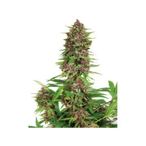 Purple Kush Feminised Cannabis Seeds by Buddha Seeds