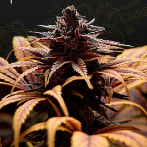 Deep Candy CBD Feminised Cannabis Seeds by Greenhouse Seed Co.