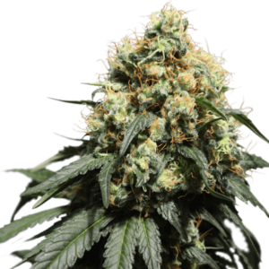 Bruce Lemon Diesel Feminised Cannabis Seeds by Super Sativa Seed Club