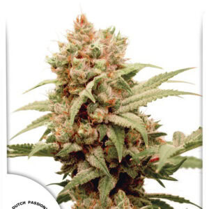 CBG-Force Marijuana Seeds by Dutch Passion