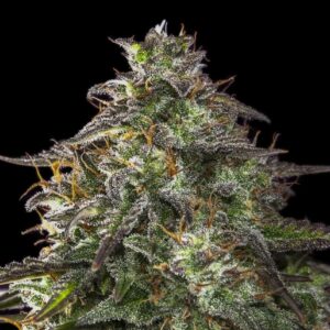 Blueberry Cheesecake Auto Feminised Cannabis Seeds by Female Seeds