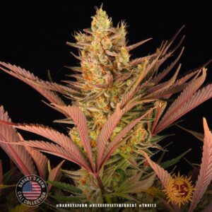Blue Sunset Sherbert Feminised Cannabis Seeds by Barney's Farm