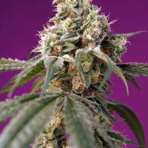 Bruce Banner Auto Feminised Cannabis Seeds by Sweet Seeds