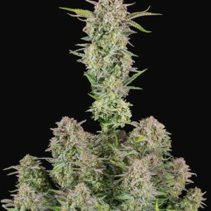 Bruce Banner Auto Feminised cannabis Seeds by FastBuds