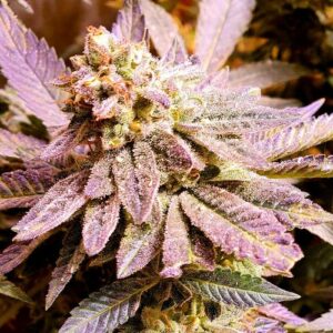 Brute Rose Feminised Marijuana Seeds by Holy Smoke Seeds