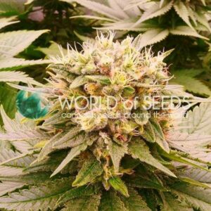 Harlequeen THC-FREE Feminised Cannabis Seeds by World of Seeds