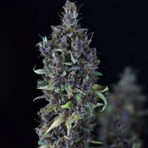 Candy Cream Auto Feminised Cannabis Seeds by Seedsman