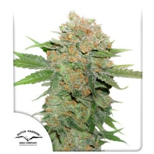 Night Queen Feminised Cannabis Seeds by Dutch Passion