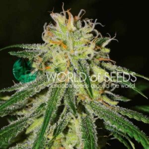 Amnesia Early Harvest Feminised Cannabis Seeds by World of Seeds