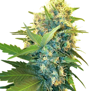 Double Kush Cake Feminised Cannabis Seeds by Sensi Seeds Research