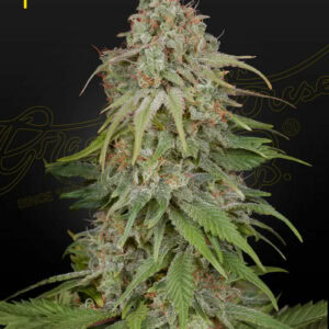 GH Amnesia Feminised Cannabis Seeds by Greenhouse Seed Co