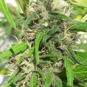 New Caledonia Regular Cannabis Seeds by Ace Seeds
