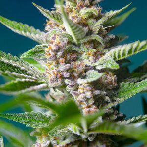 Purple Punch OG Feminised Cannabis Seeds by Sweet Seeds