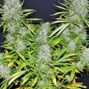Malawi Regular Cannabis Seeds - Breeders Pack by Ace Seeds