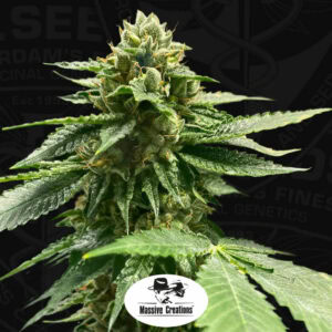 Melon Vader Feminised Cannabis Seeds by T.H. Seeds