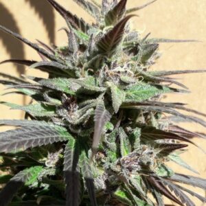 urple Haze 23 A5 Feminised Cannabis Seeds by Ace Seeds