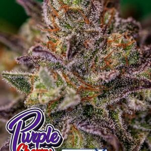 Purple Cherry Feminised Cannabis Seeds by Positronics