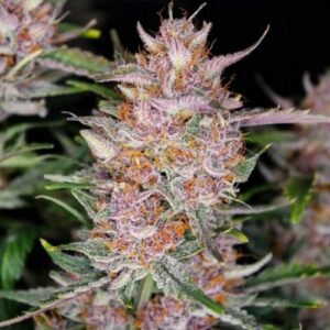 Gorilla Punch Auto Feminised Cannabis Seeds by FastBuds