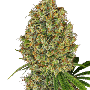 AK-420 Feminised Cannabis Seeds by White Label Seed Company