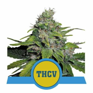 Royal THCV Feminised Cannabis Seeds by Royal Queen Seeds