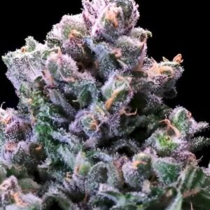 Grapes 'n' Cream FAST Feminised Cannabis Seeds by Atlas Seed