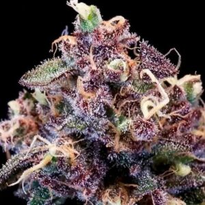 Berry Pie FAST Feminised Cannabis Seeds by Atlas Seed
