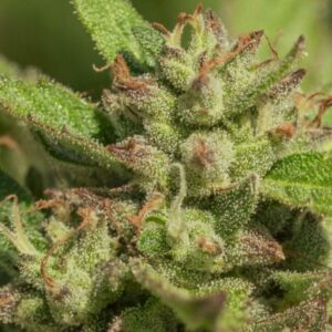 Mendo Breath Feminised Cannabis Seeds by Atlas Seed