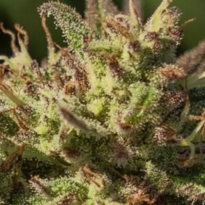 Neon Cowgirl FAST Feminised Cannabis Seeds by Atlas Seed