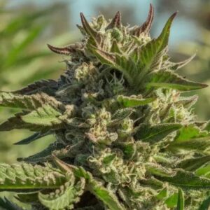 Peanut Butter Souffle Feminised Cannabis Seeds by Atlas Seed