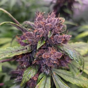 Forbidden Cherry Auto Feminised Cannabis Seeds by Dutch Passion