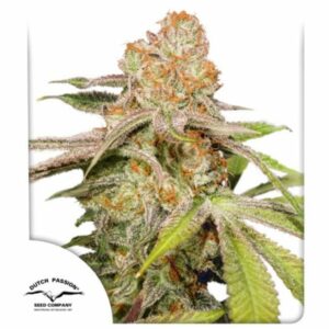 Mac #1 Auto Feminised Cannabis Seeds by Dutch Passion