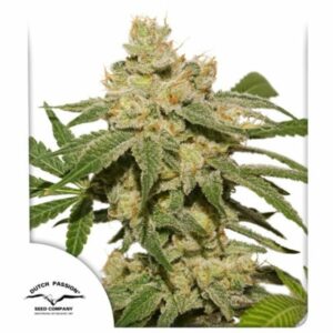 Oh My Gusher Auto Feminised Cannabis Seeds by Dutch Passion