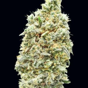 Strawberry Banana FAST Feminised Cannabis Seeds by Advanced Seeds