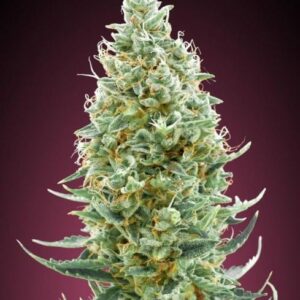 Amnesia FAST Feminised Cannabis Seeds by Advanced Seeds