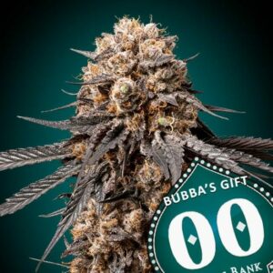 Bubba's Gift Feminised Cannabis Seeds by 00 Seeds