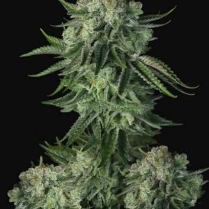 Original Moby Dick Auto Feminised Cannabis Seeds by FastBuds