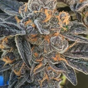 Girl Scout Gum Regular Cannabis Seeds by BC Bud Depot