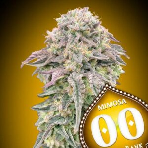 Mimosa Feminised Seeds Cannabis Seeds by 00 Seeds