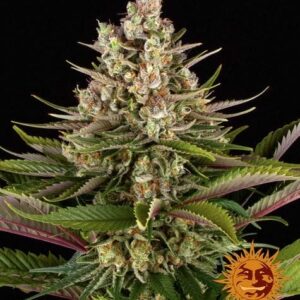 Sour Strawberry Feminised Cannabis Seeds by Barney's Farm