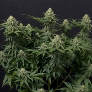 Wedding Cheesecake FAST Feminised Cannabis Seeds by FastBuds