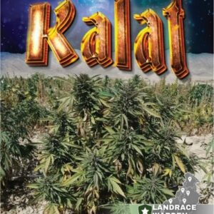 Kalat Regular Cannabis Seeds by Landrace Warden