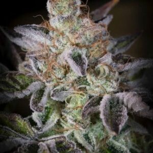 Sweetopia Feminised Cannabis Seeds by Paradise Seeds