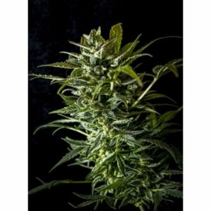 AK Triple Haze Auto Feminised Cannabis Seeds by Super Sativa Seed Club