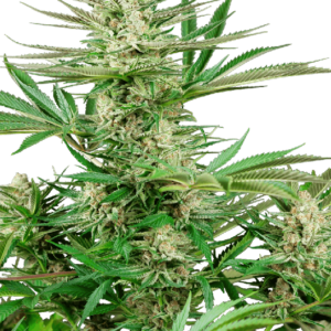 Malibu Gold OG Feminised Cannabis Seeds by Sensi Seeds