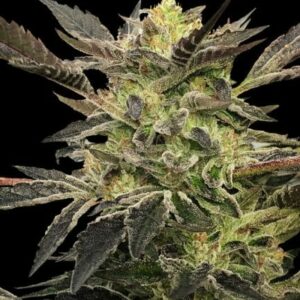 Pink Sunset Auto Feminised Cannabis Seeds by Silent Seeds